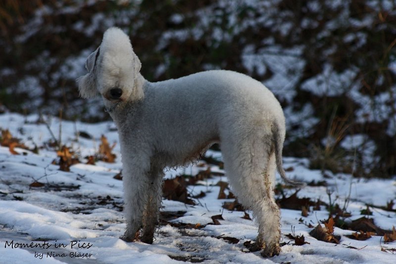 Airis Blue Volshebny Svet 2009-12-26 (15).JPG